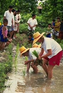 Farang rice farmers in Pah Leurat
